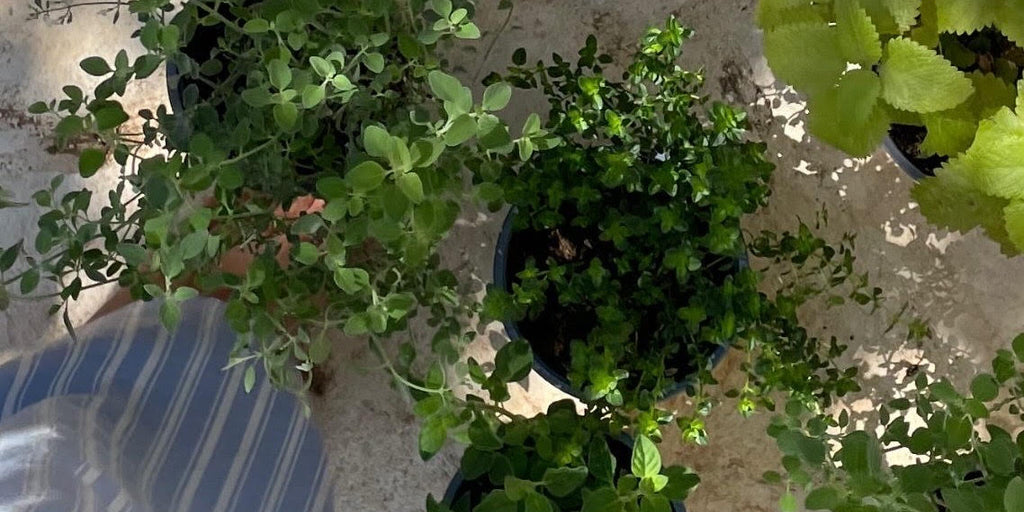 סיפור גינת תבלינים